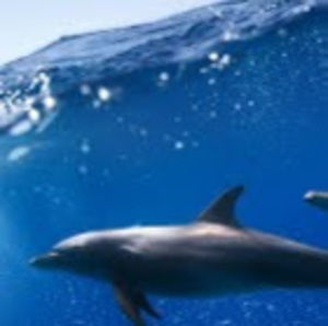 Meet your Posher, Brooklyn